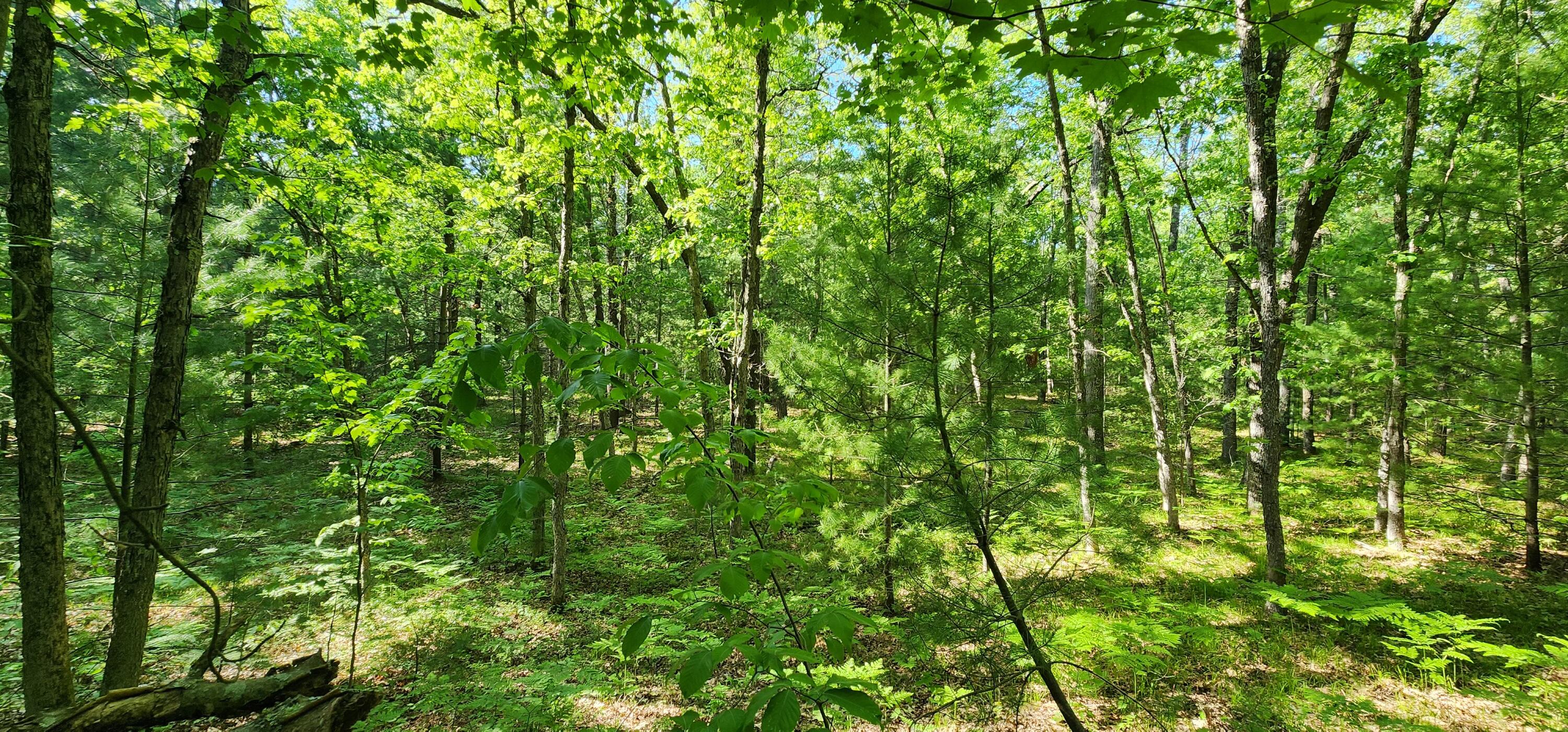 7 Mile Road Irons, MI 49644 - Photo 7 of 14 20230530_174829