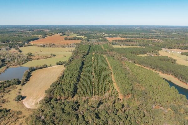 81.71-ac Bold Springs Road Ochlocknee, GA 31773 - Photo 11 of 18 Gallery Image 11