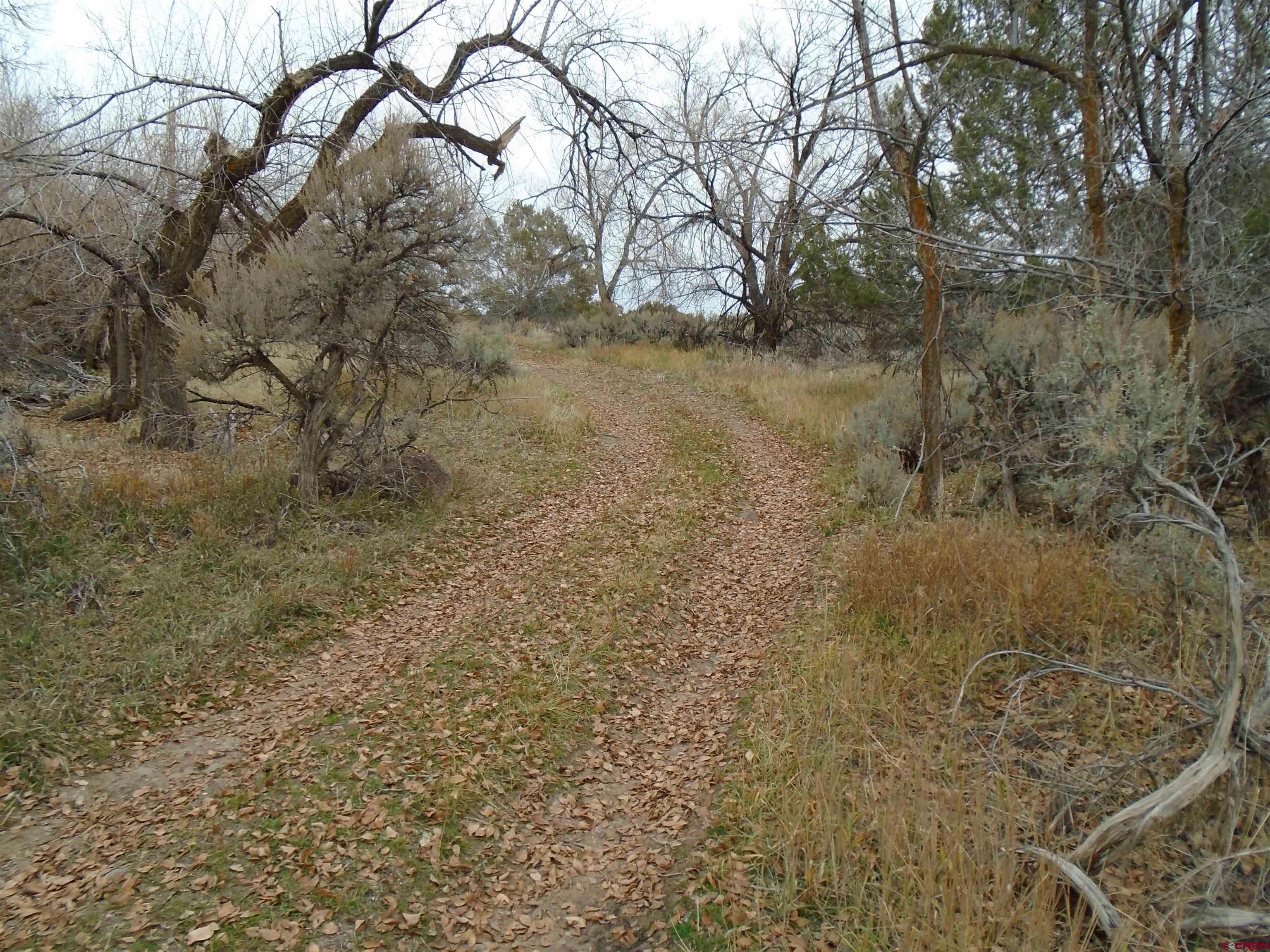 Tbd Tbd 2325th Road Cedaredge, CO 81413 - Photo 3 of 11 a view of a yard with trees