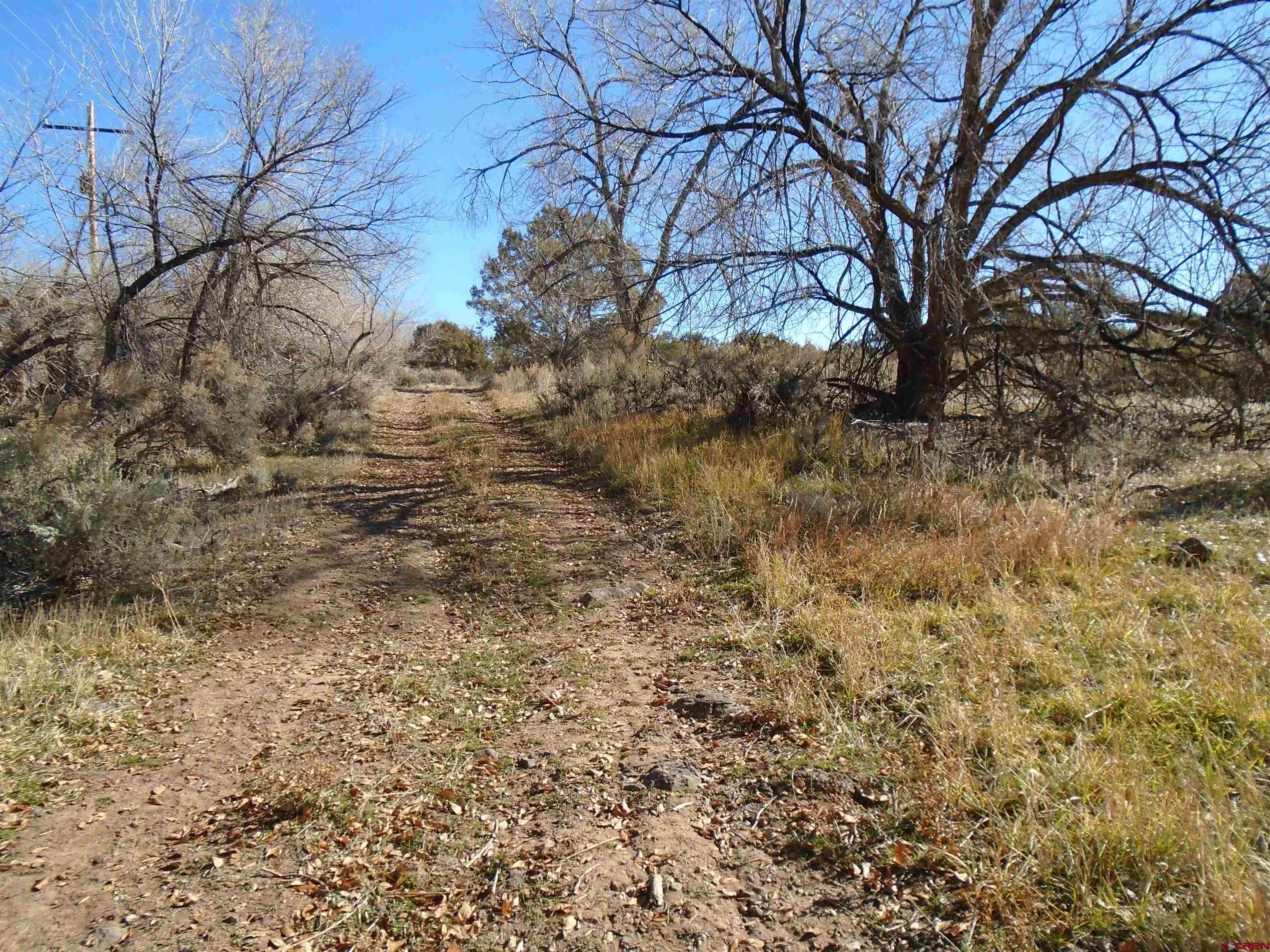 Tbd Tbd 2325th Road Cedaredge, CO 81413 - Photo 5 of 11 a view of a yard with large trees