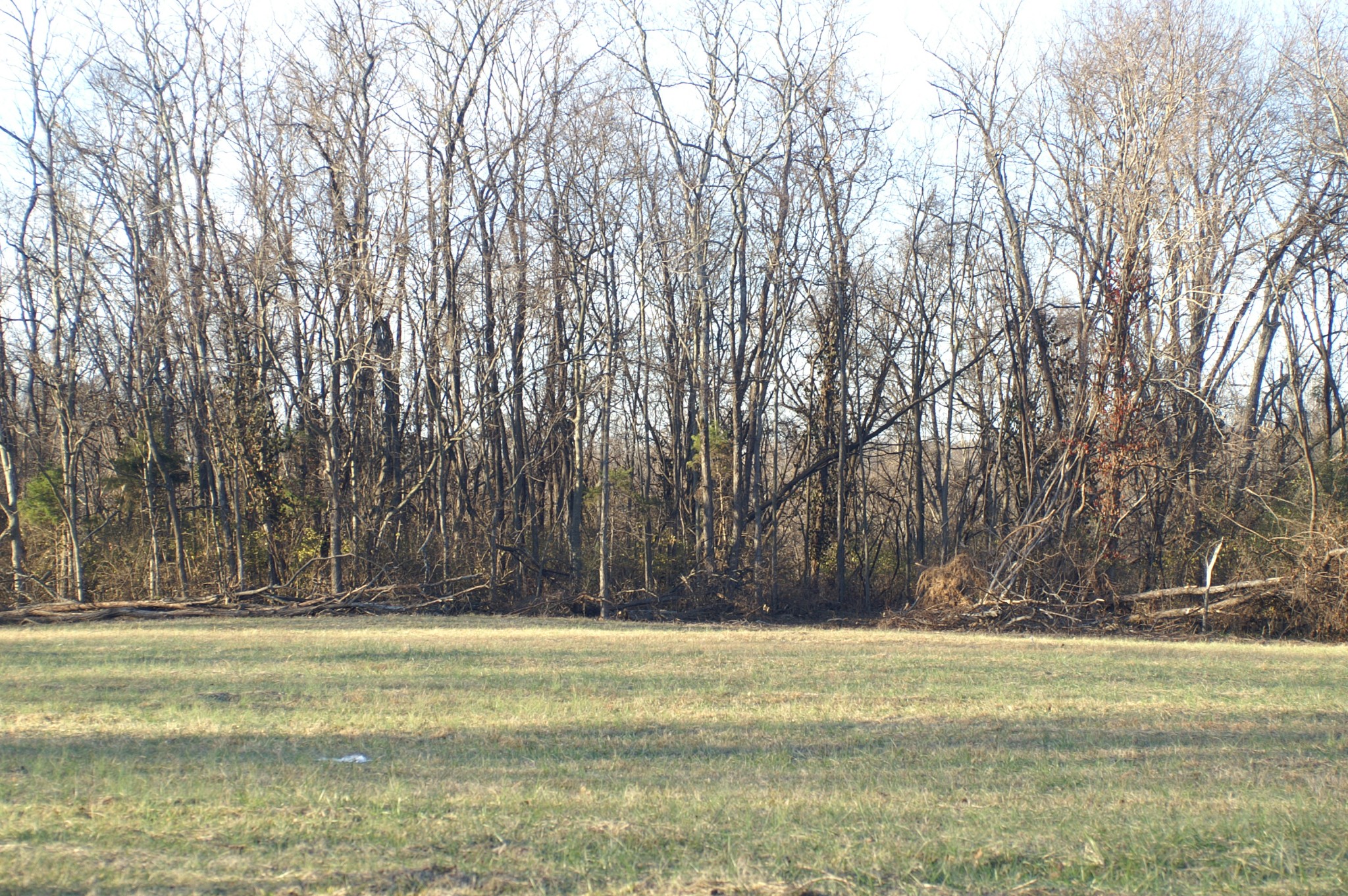 4765 Hickory Ridge Road Lebanon, TN 37087 - Photo 32 of 41 a view of a yard with large trees