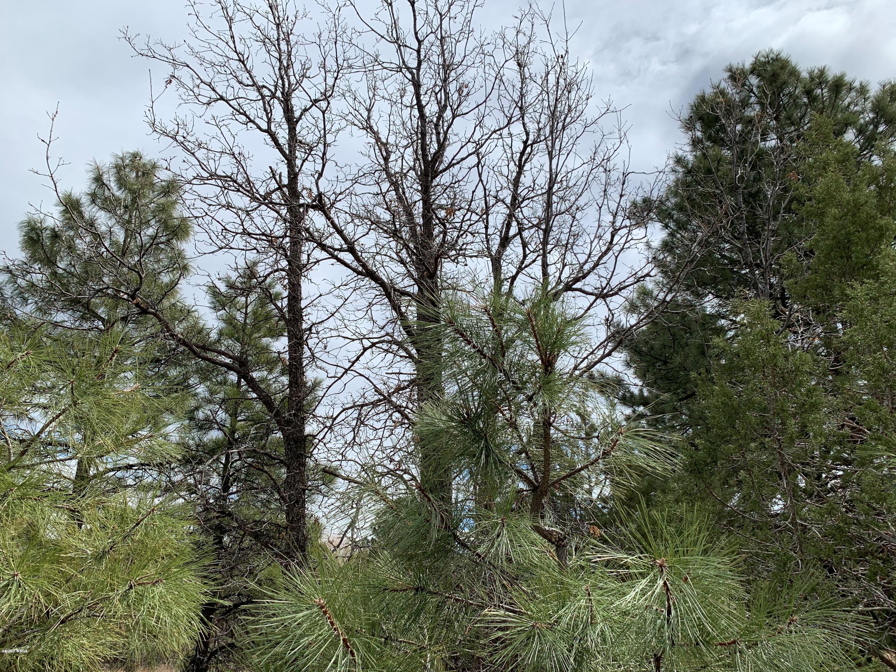 Tbd West Miller Show Low, AZ 85901 - Photo 6 of 7 a view of tree