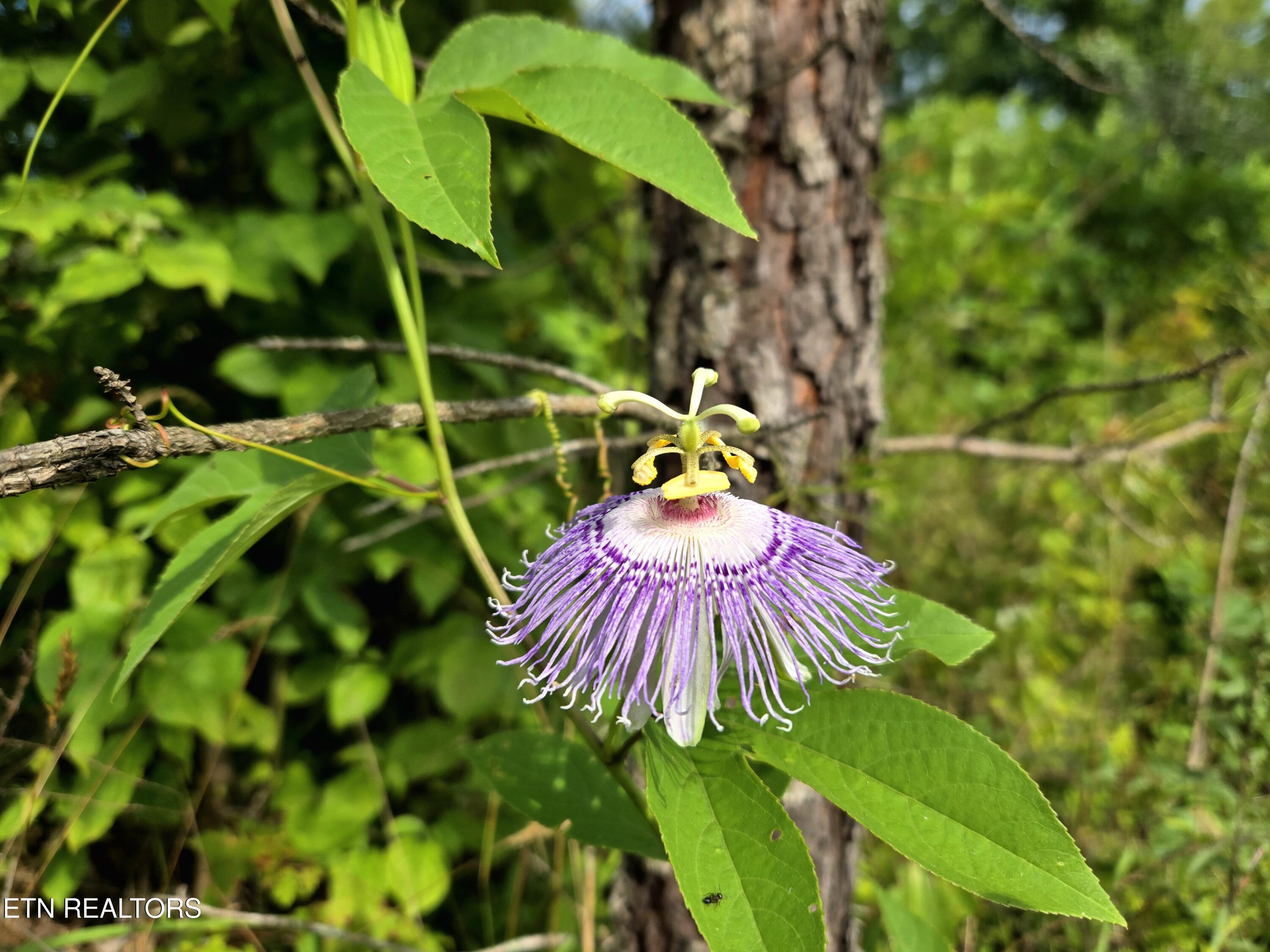 0 Grassy Knob Road Robbins, TN 37852 - Photo 22 of 26 1000035966