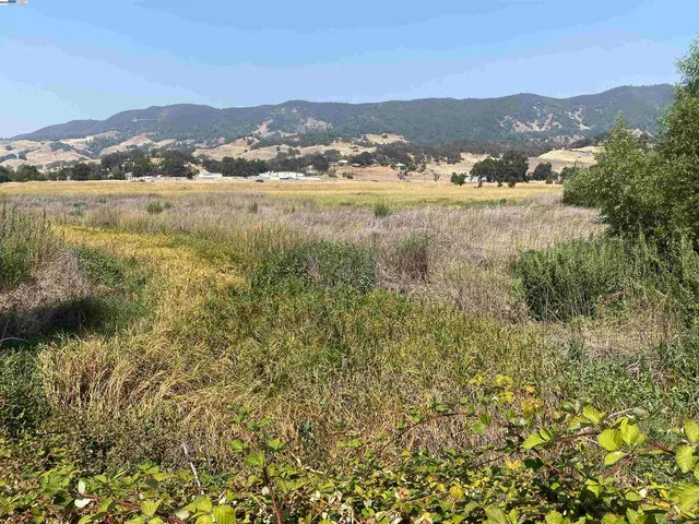 a view of a yard with plants and trees