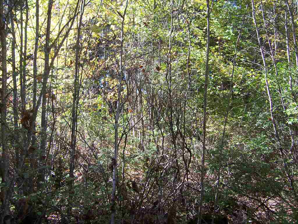 Country Club Road, Unit 46 Bristol, NH 03222 - Photo 11 of 15