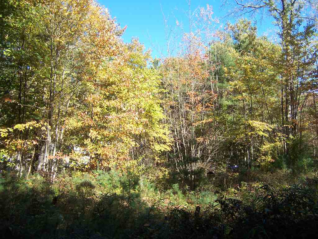 Country Club Road, Unit 46 Bristol, NH 03222 - Photo 6 of 15
