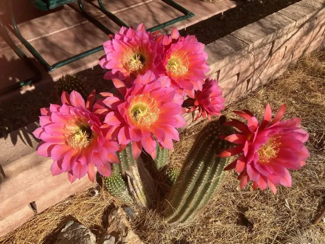 a view of a house with a tree and a yard