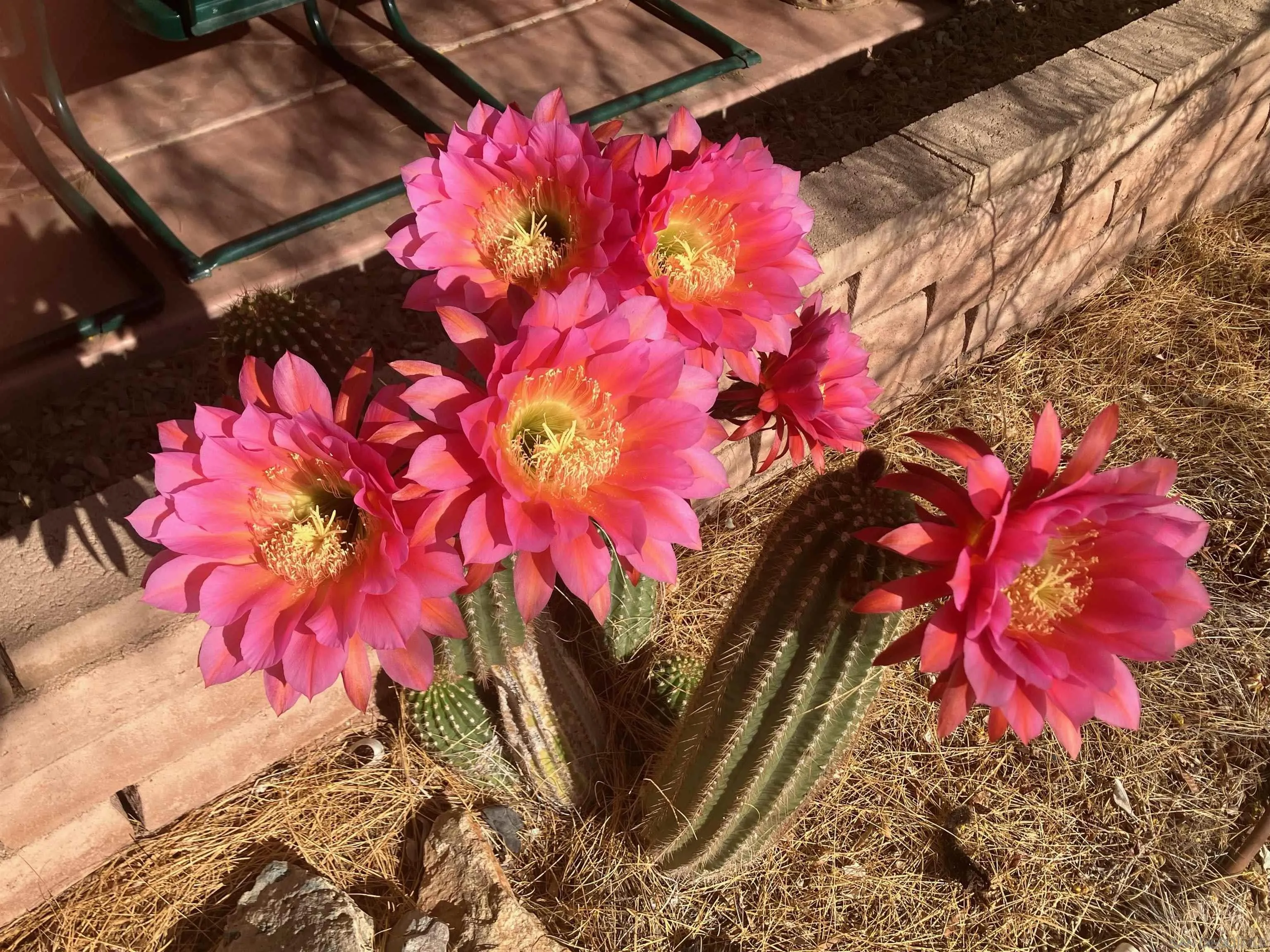 3277 Frying Pan Road Borrego Springs, CA 92004 - Photo 30 of 43 a view of a flower