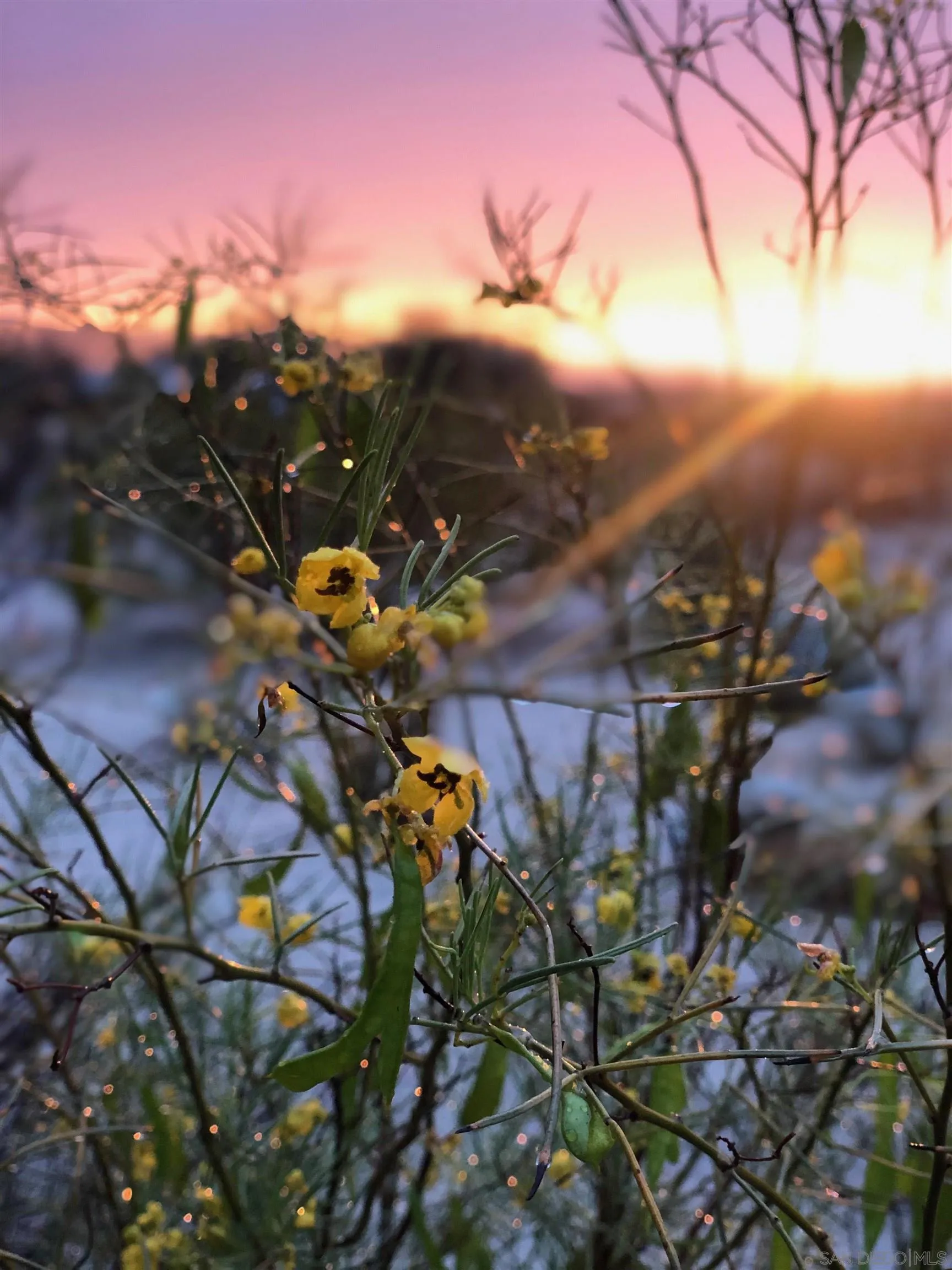 3277 Frying Pan Road Borrego Springs, CA 92004 - Photo 43 of 43 a view of a tree in a yard