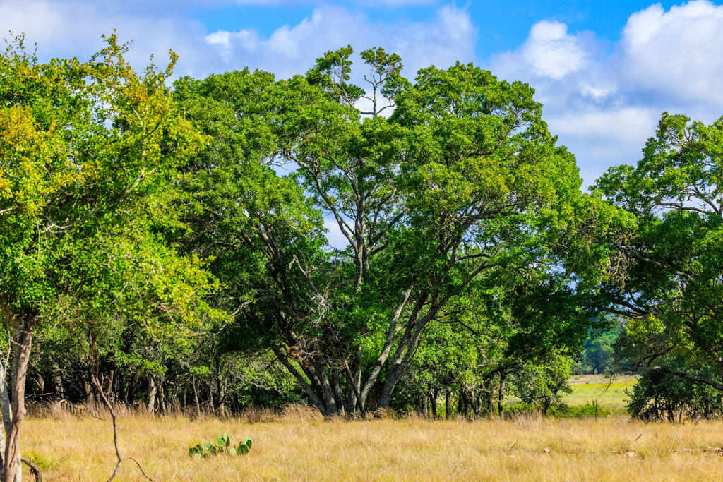 2873 Ranch Road Fredericksburg, TX 78624 - Photo 44 of 46 Gallery Image 44