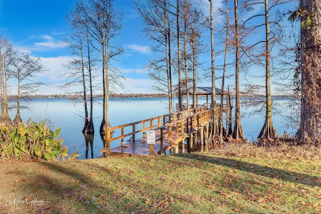 a view of tall trees