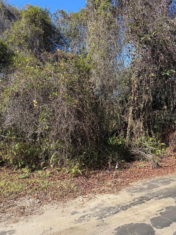 0 Pana Street New Port Richey, FL 34654 - Photo 2 of 3 a view of a yard with a tree