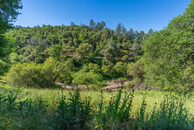 a view of a lush green space