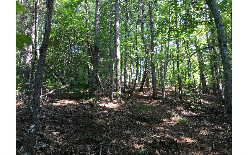 134 Jake Taylor Road Marble, NC 28905 - Photo 1 of 1 Main View