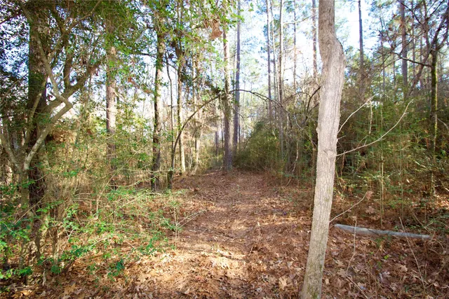 a view of a yard with plants and trees