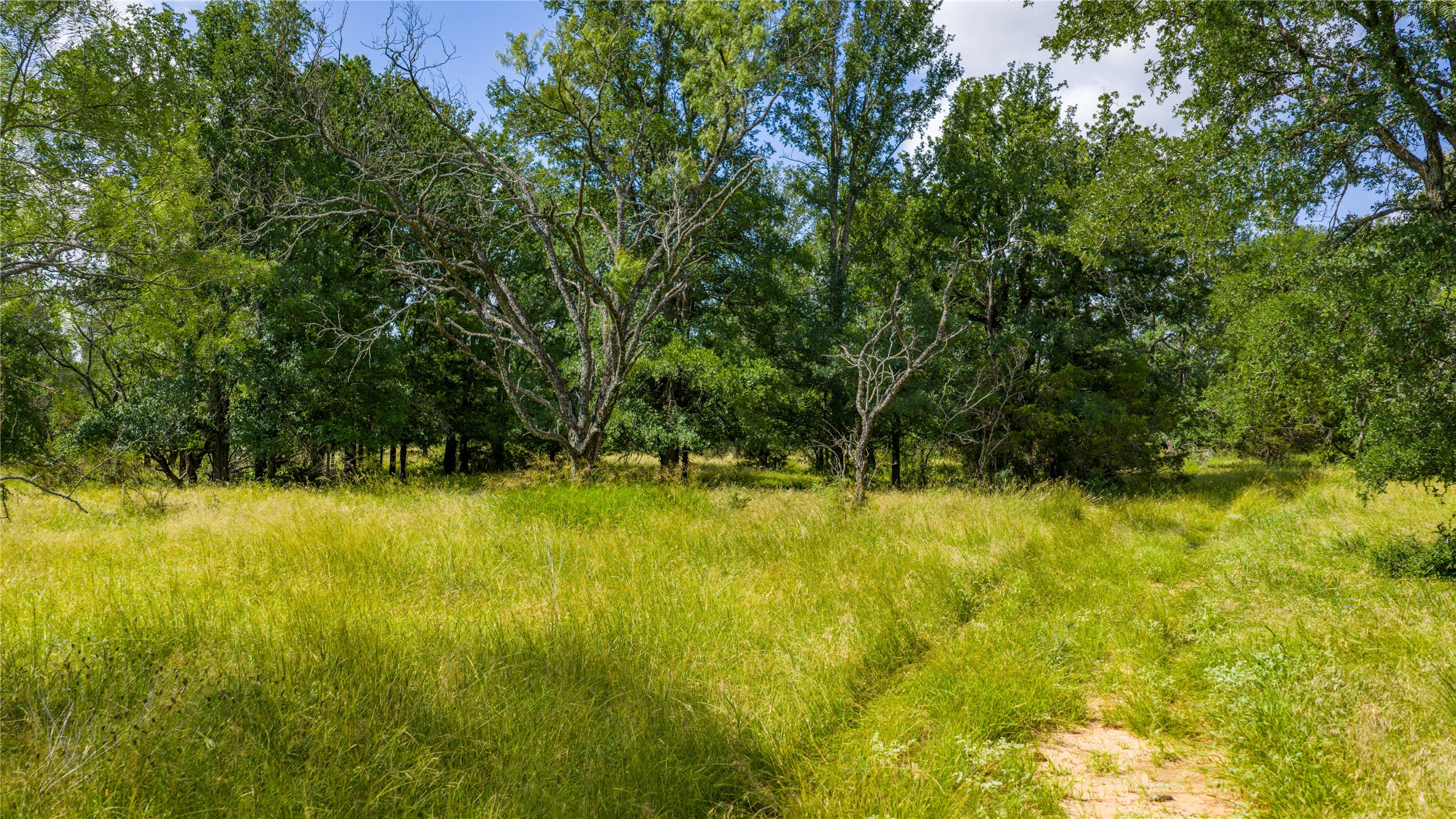 0 County Road 180 Road Purmela, TX 76566 - Photo 11 of 24 a view of a yard