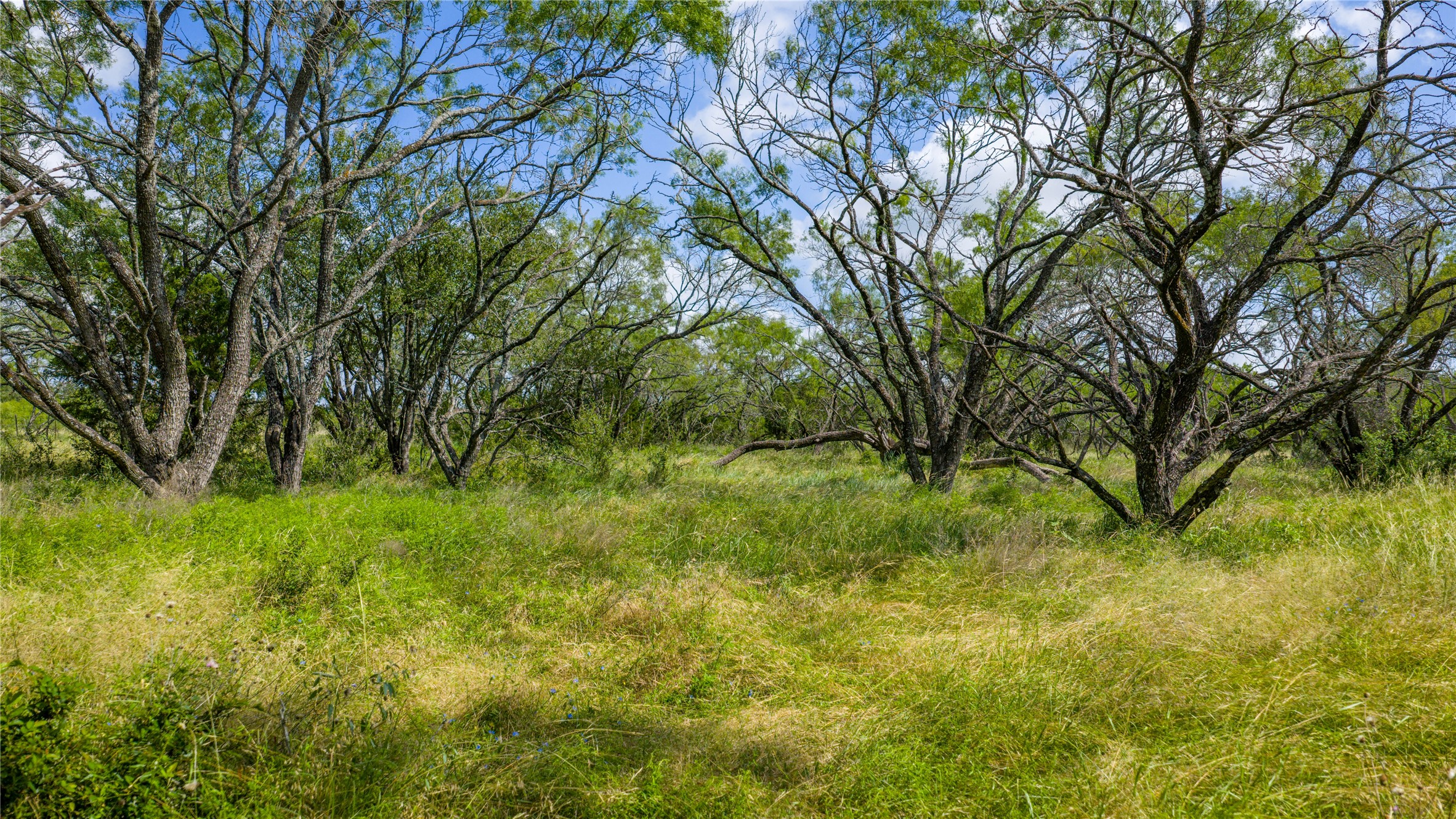0 County Road 180 Road Purmela, TX 76566 - Photo 19 of 24 a view of yard with green space