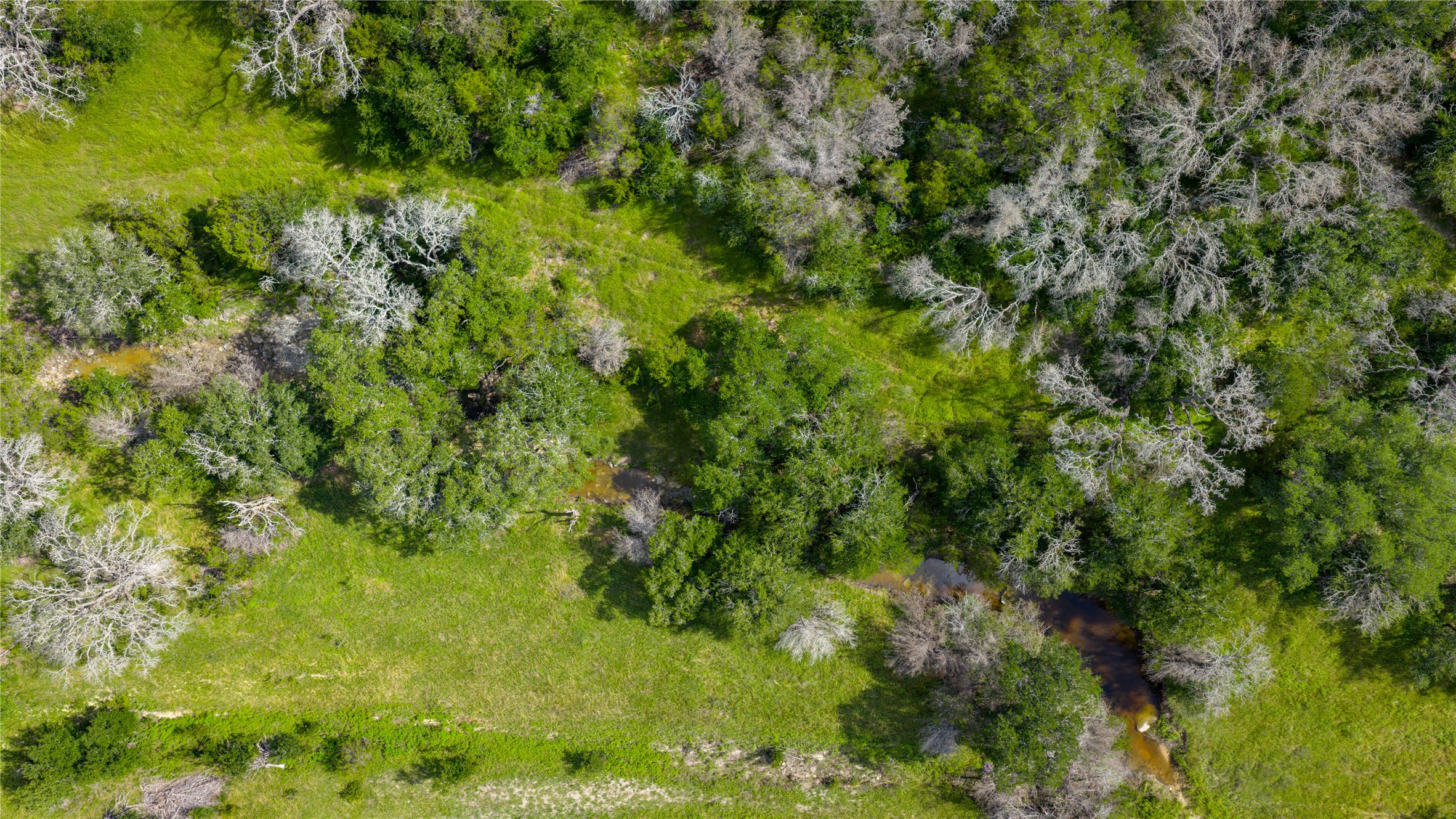 0 County Road 180 Road Purmela, TX 76566 - Photo 20 of 24 a view of a lush green forest