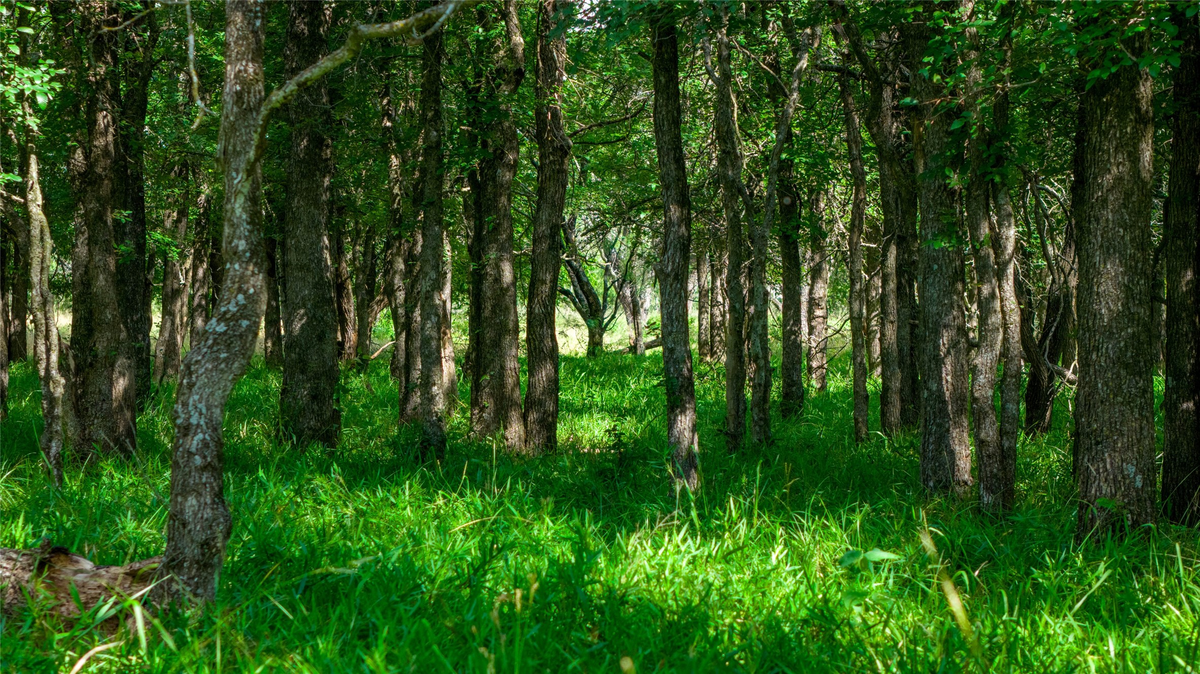 0 County Road 180 Road Purmela, TX 76566 - Photo 9 of 24 a view of yard with lush green forest