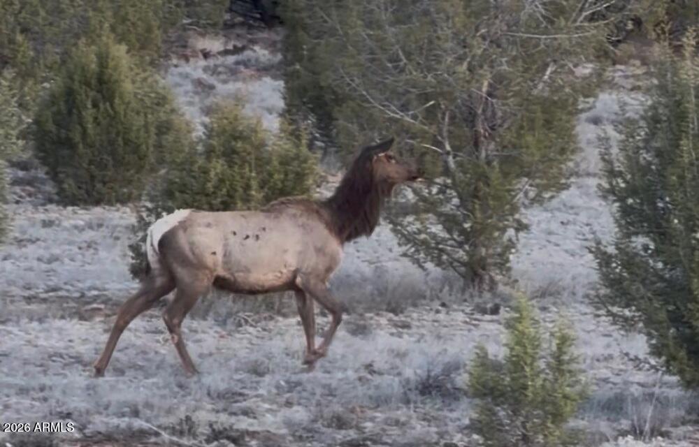 12700 Mad Man Mountain Road Williams, AZ 86046 - Photo 16 of 58 02d9be43-a027-4f51-8665-0a7c5128290b