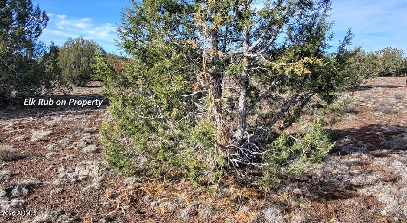 12700 Mad Man Mountain Road Williams, AZ 86046 - Photo 54 of 58 cd53914c-d63e-418c-9e38-cf244605891d