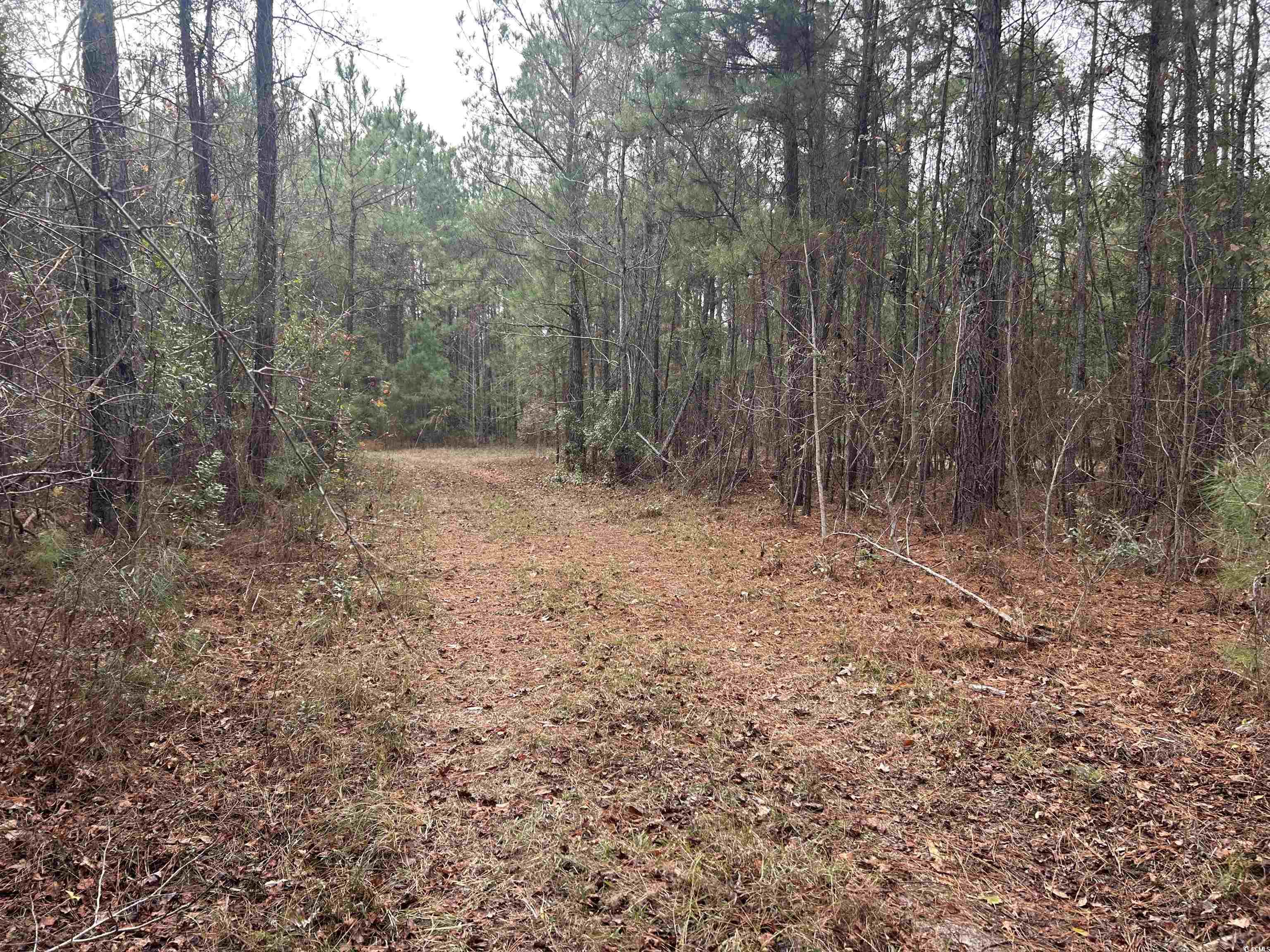 746 Highway 746 Loris, SC 29569 - Photo 12 of 26 View of tree filled area