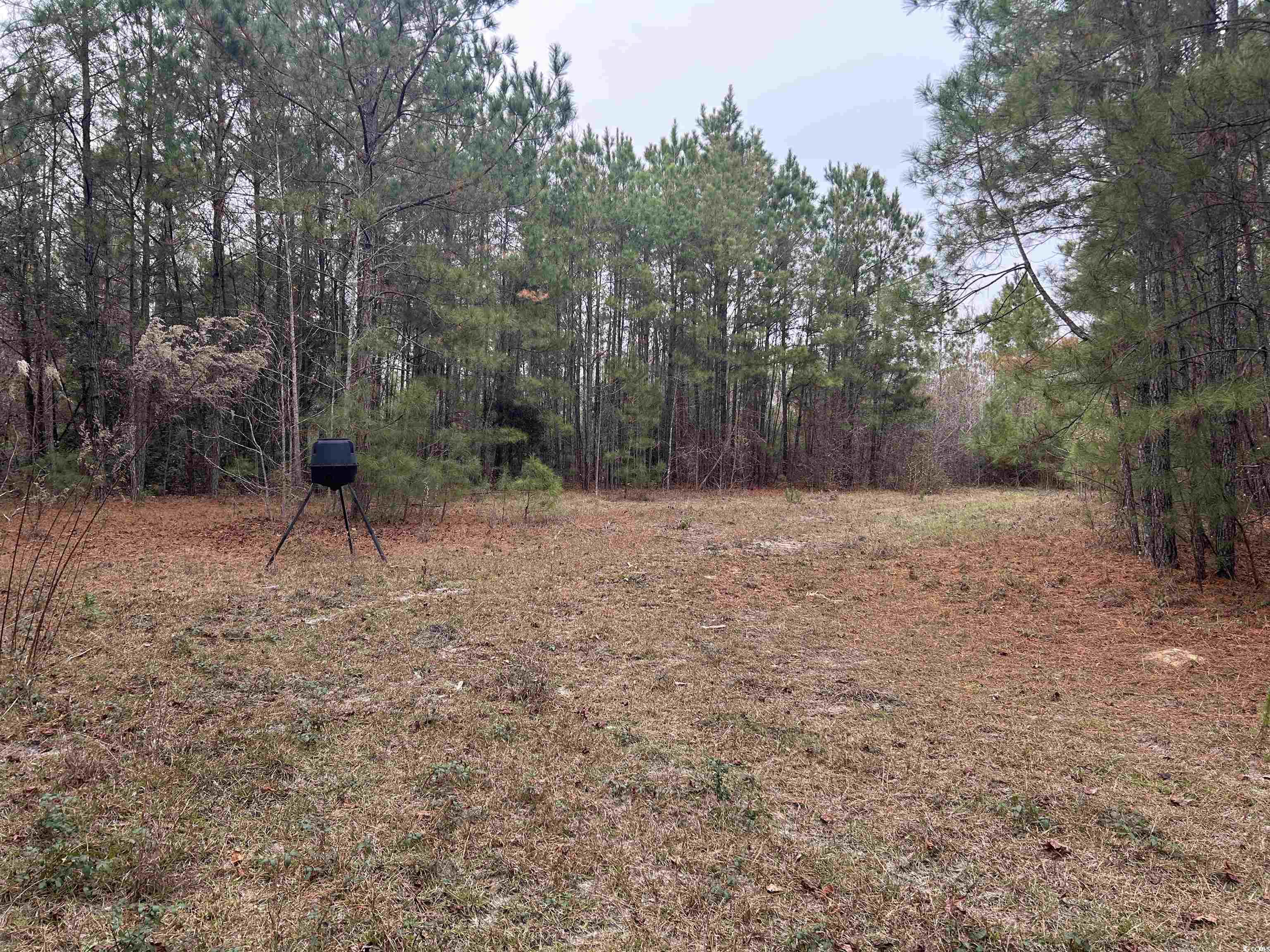 746 Highway 746 Loris, SC 29569 - Photo 13 of 26 View of yard featuring a view of trees