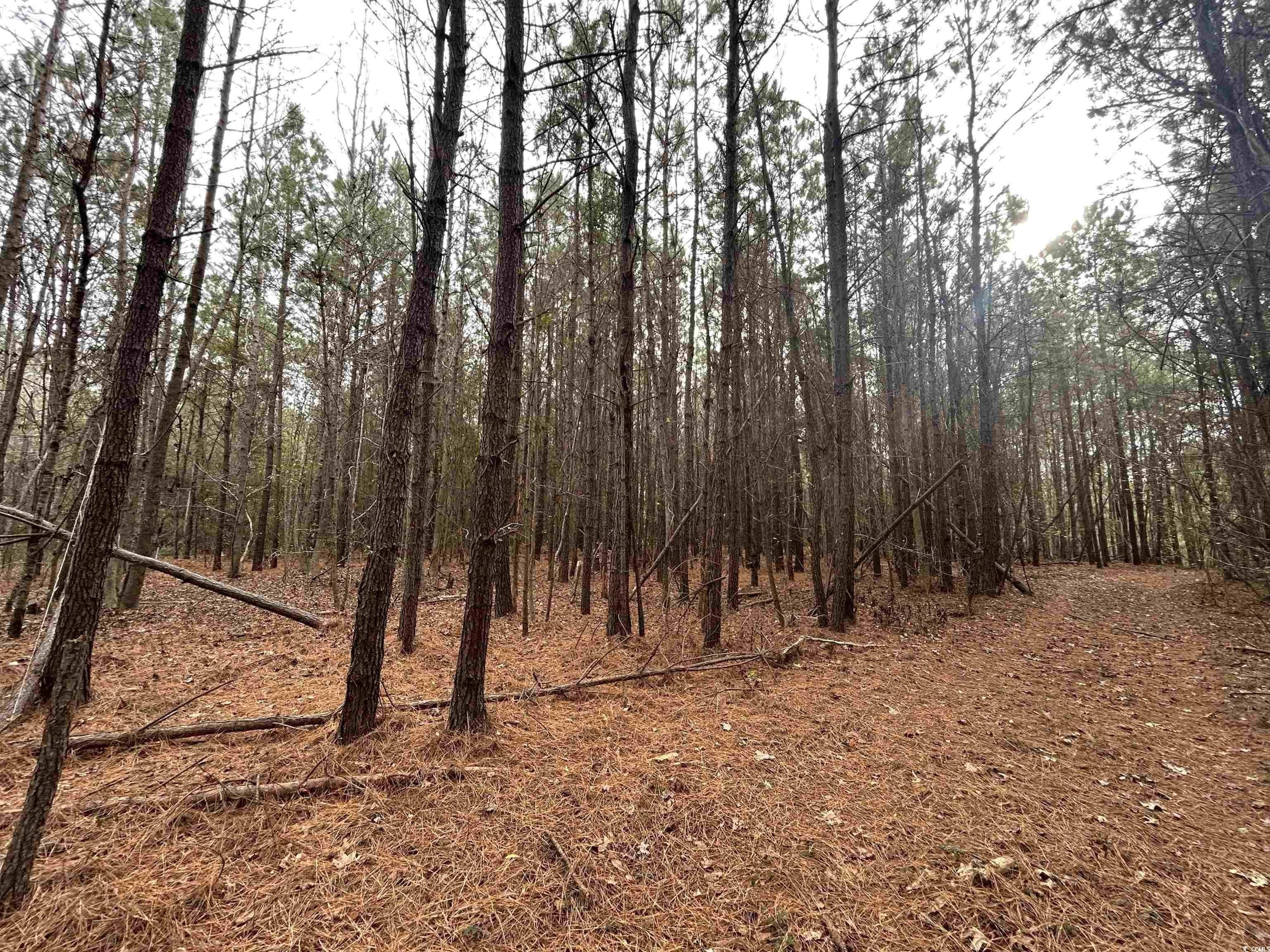 746 Highway 746 Loris, SC 29569 - Photo 15 of 26 View of wooded area