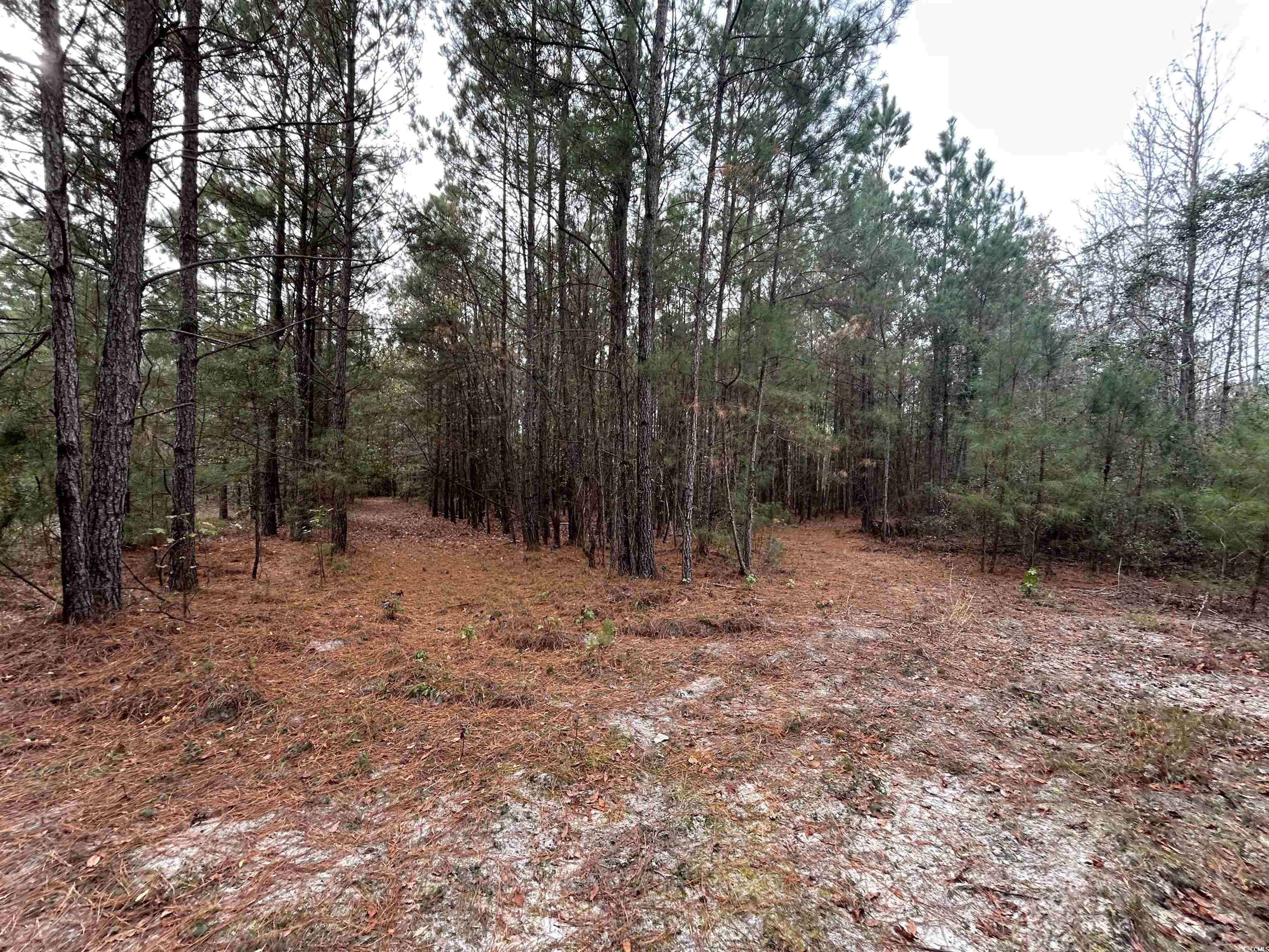 746 Highway 746 Loris, SC 29569 - Photo 17 of 26 View of woods