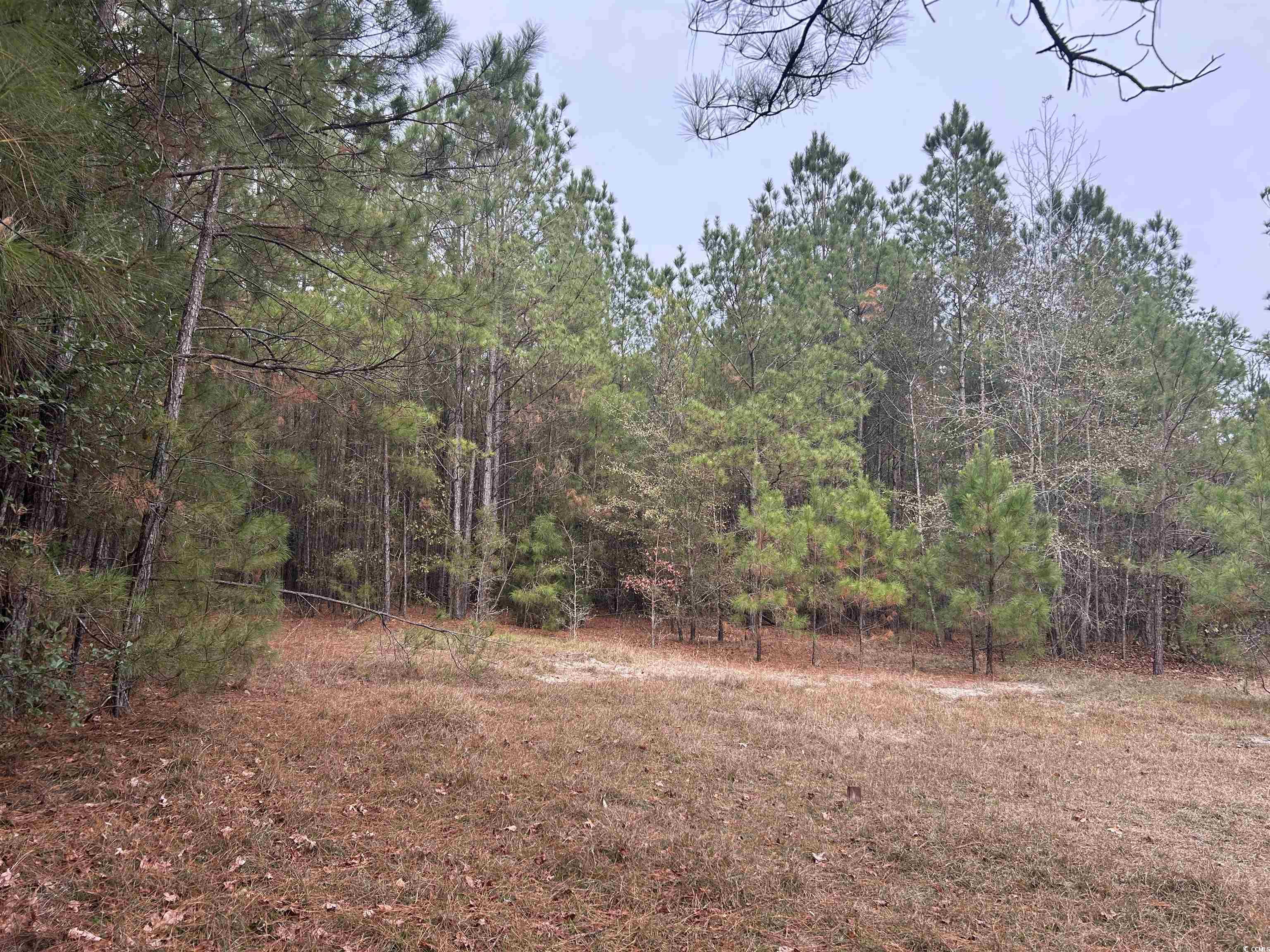 746 Highway 746 Loris, SC 29569 - Photo 19 of 26 View of wooded area