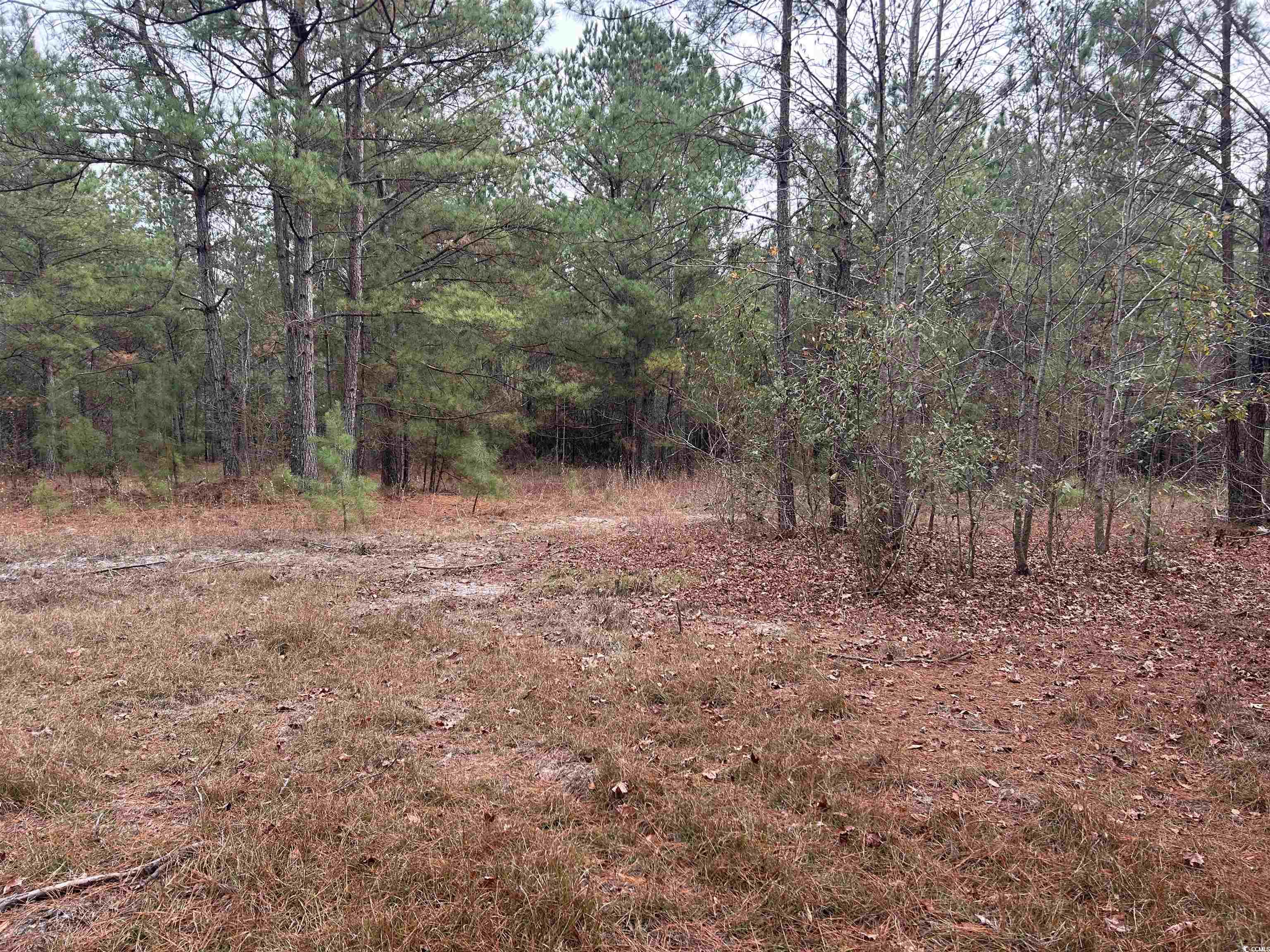 746 Highway 746 Loris, SC 29569 - Photo 20 of 26 View of wooded area