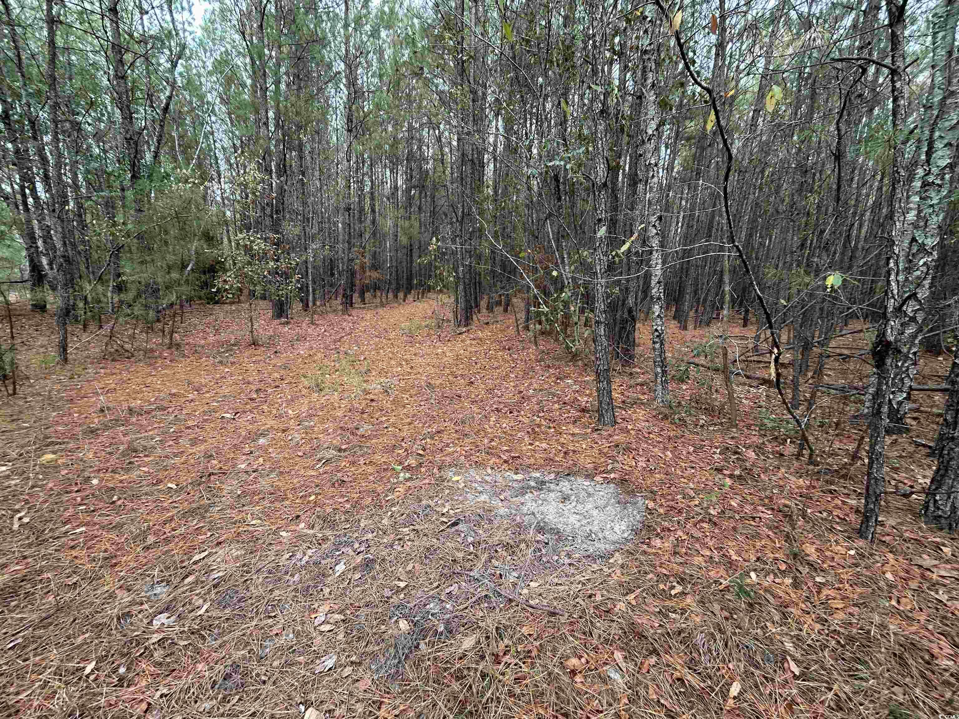 746 Highway 746 Loris, SC 29569 - Photo 21 of 26 View of wooded area