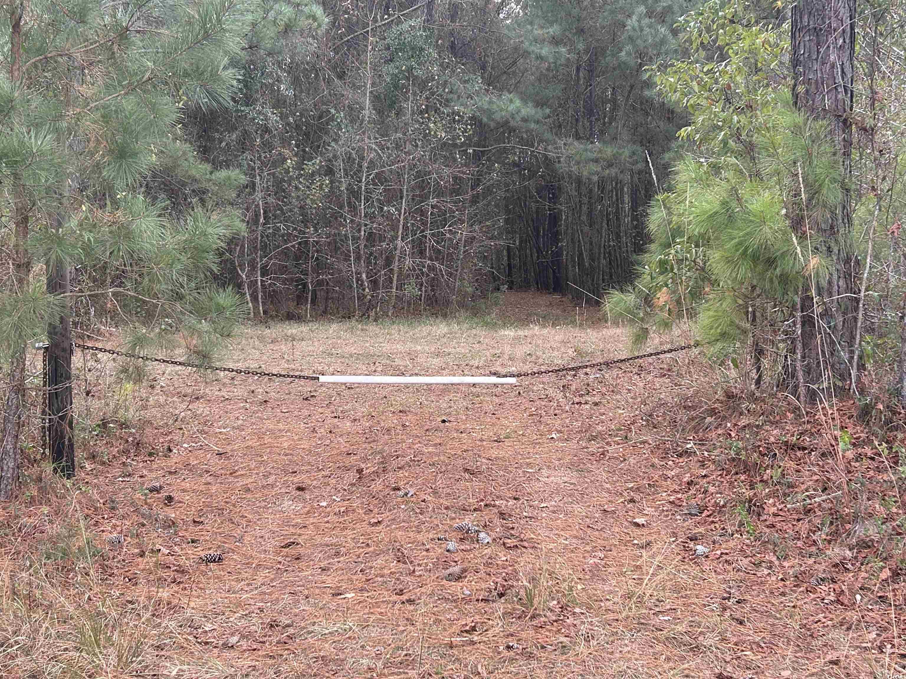 746 Highway 746 Loris, SC 29569 - Photo 22 of 26 View of tree filled area
