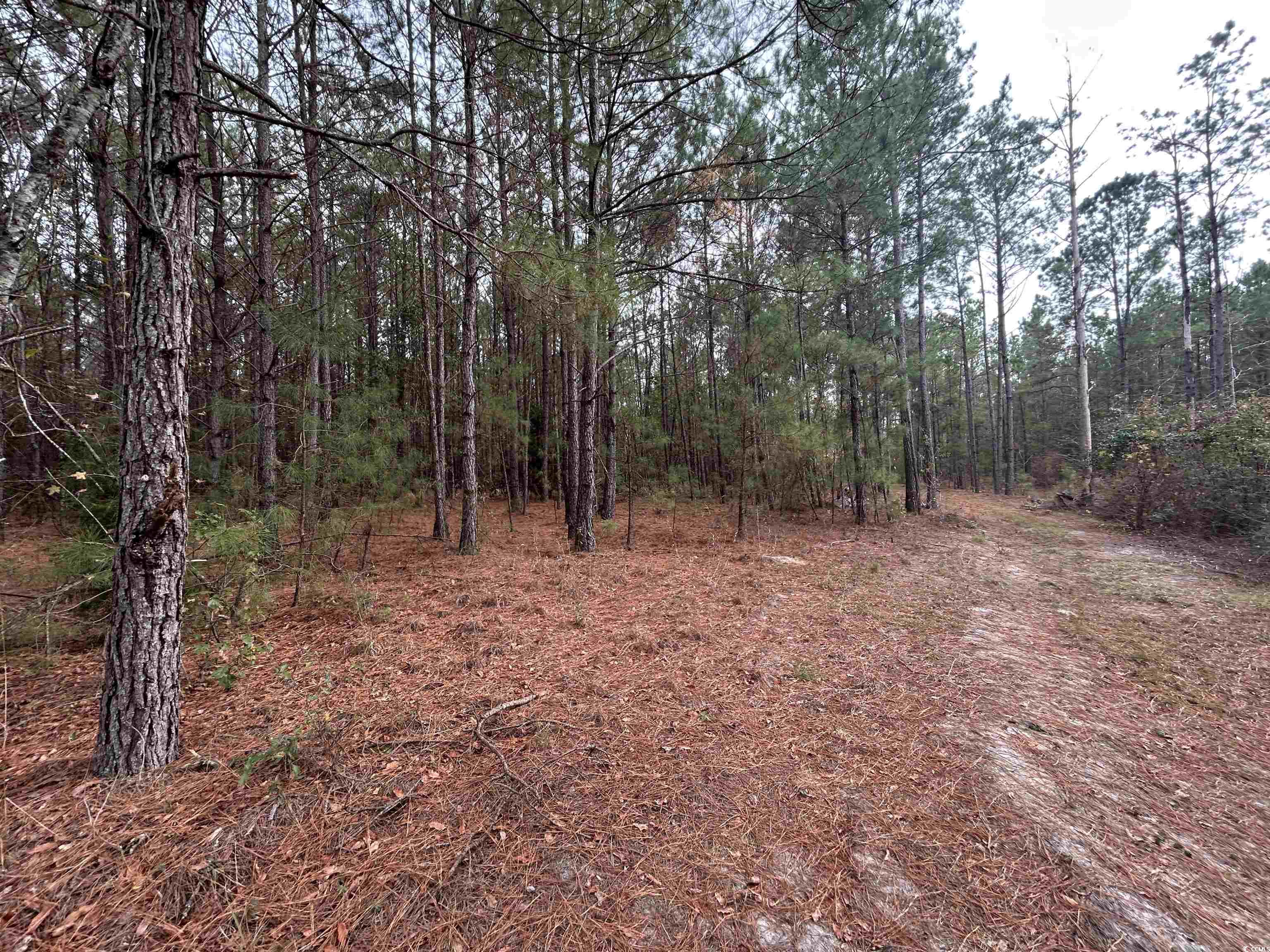 746 Highway 746 Loris, SC 29569 - Photo 24 of 26 View of woods