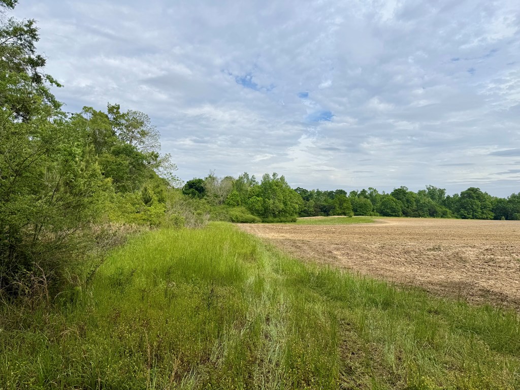 50-acres Dillard Road Pansey, AL 36370 - Photo 13 of 13