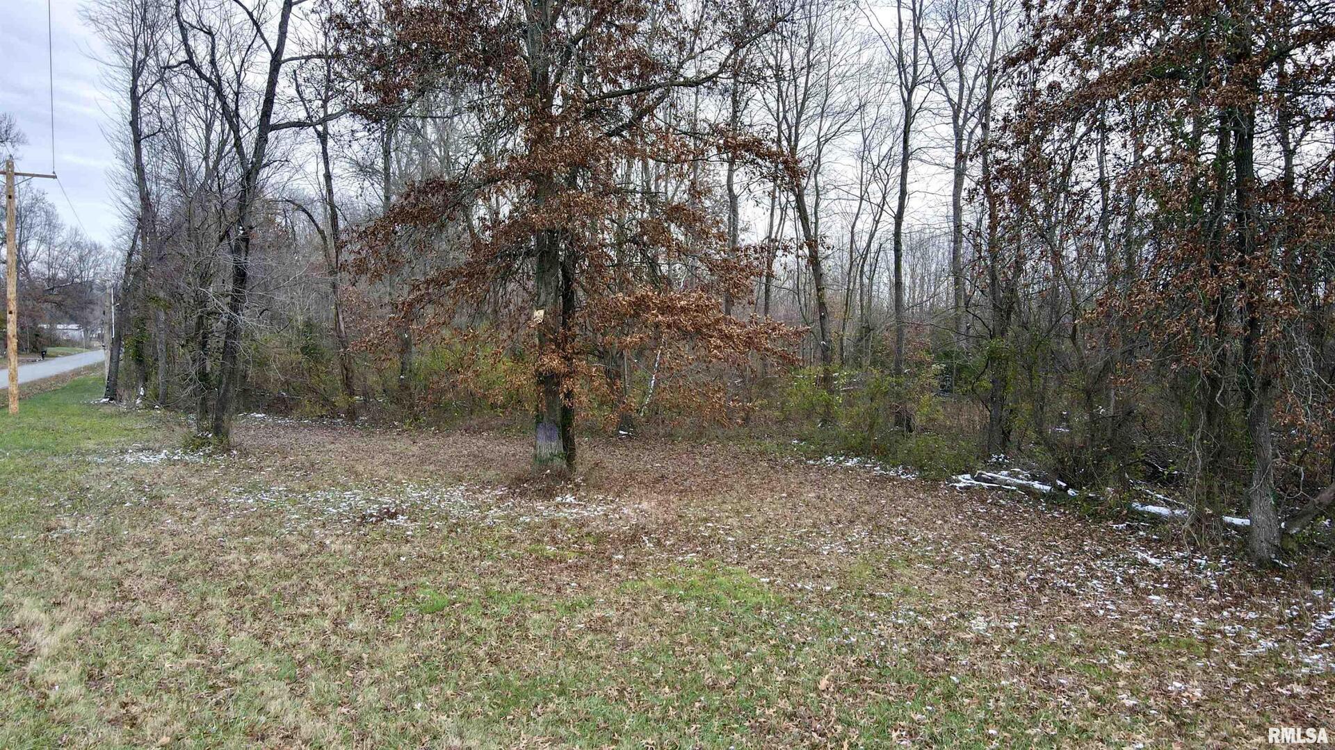a view of a forest with trees in the background