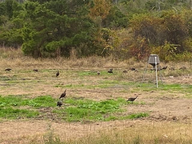 3101 Southwest Hike Lake Road Madison, FL 32340 - Photo 7 of 39 Gallery Image 7