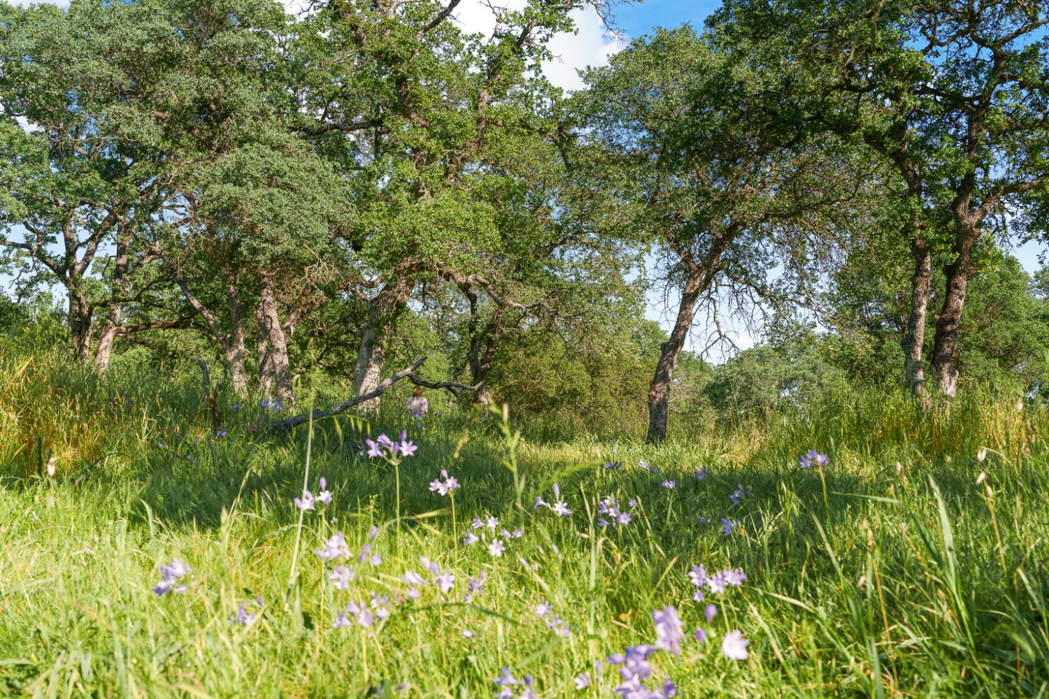 0 Vance Lane Folsom, CA 95630 - Photo 16 of 68 a view of a lush green forest