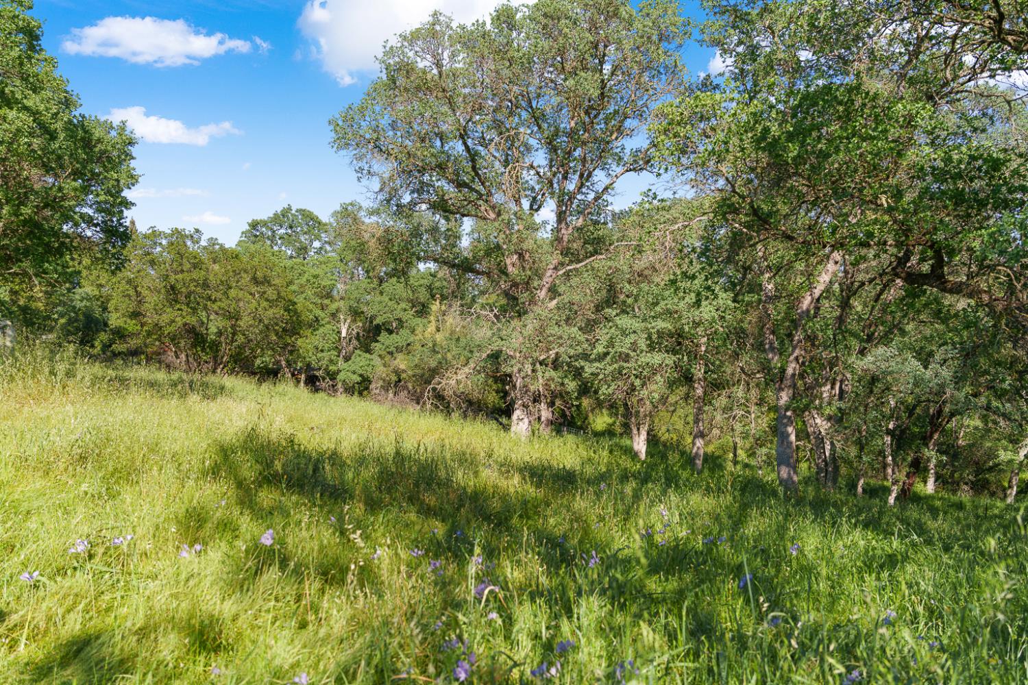 0 Vance Lane Folsom, CA 95630 - Photo 22 of 68 a view of a lush green space