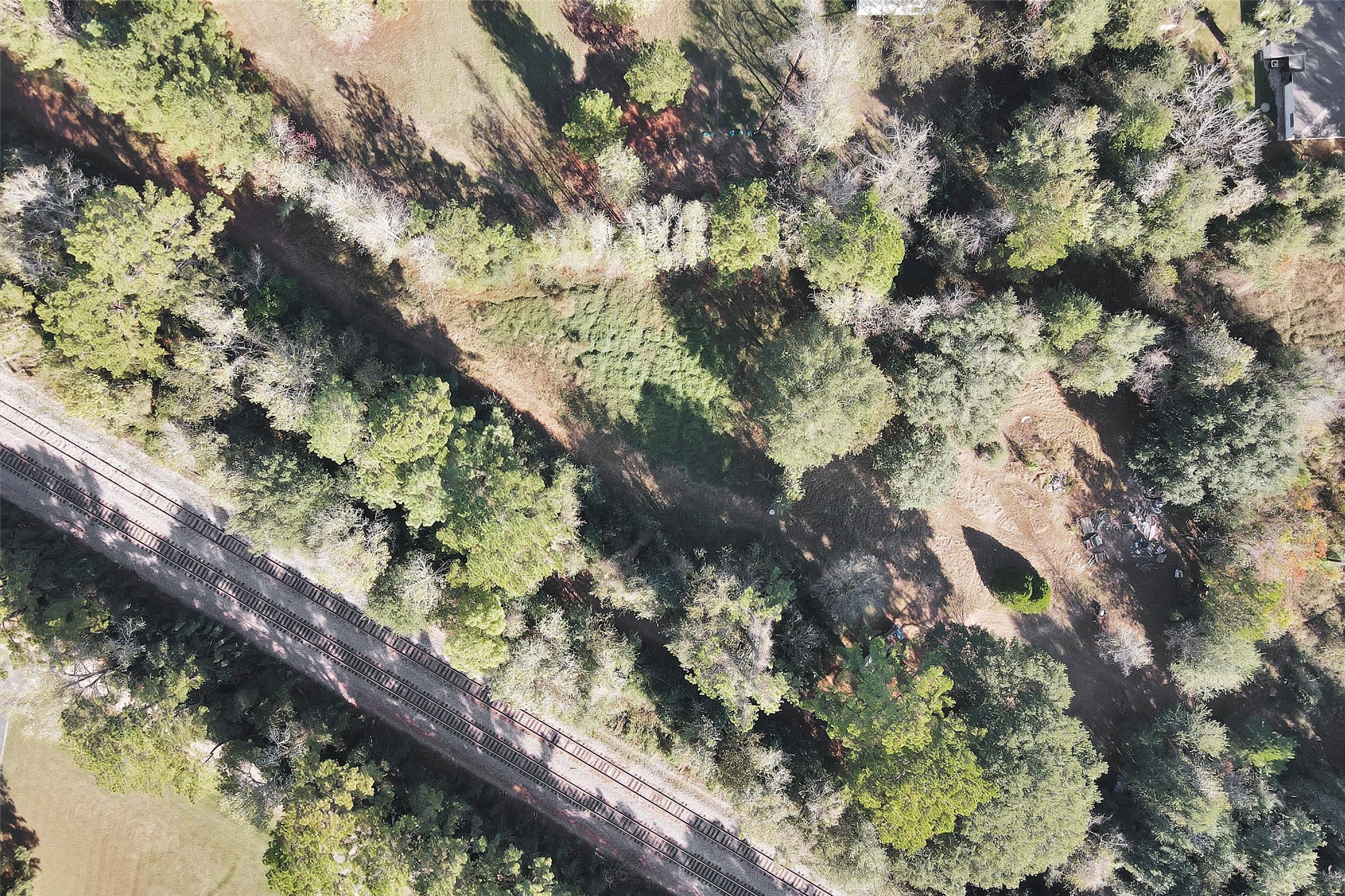 24801 Stanolind Road Tomball, TX 77375 - Photo 16 of 17 a picture of tree