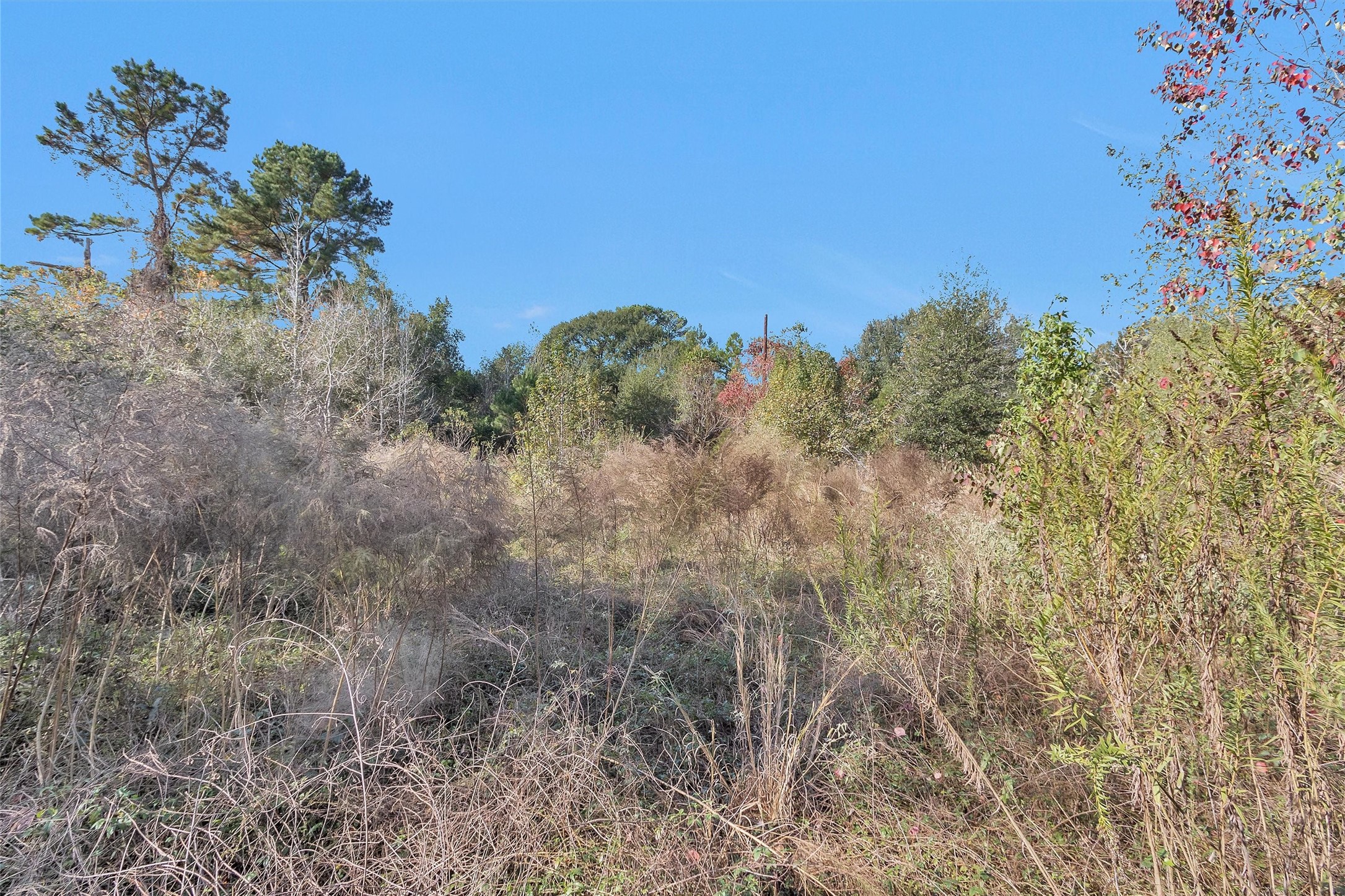 24801 Stanolind Road Tomball, TX 77375 - Photo 6 of 17 a view of a bunch of trees and bushes