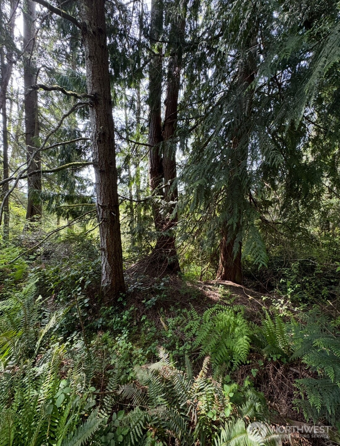 11106 Spruce Drive Anderson Island, WA 98303 - Photo 4 of 9