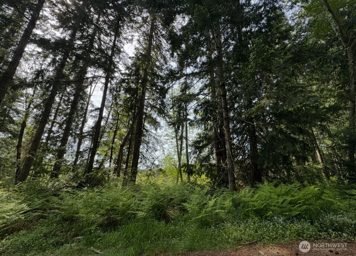 11106 Spruce Drive Anderson Island, WA 98303 - Photo 5 of 9