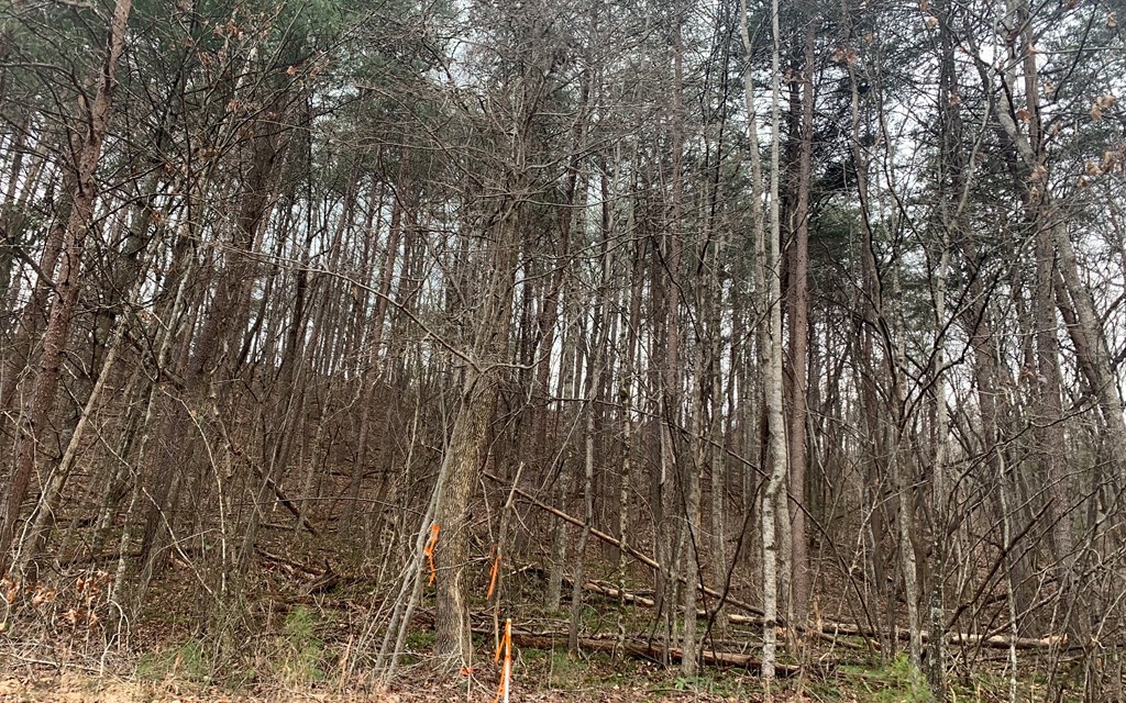 Lot20 Wolf Ridge Lane Murphy, NC 28906 - Photo 16 of 17 Additional View