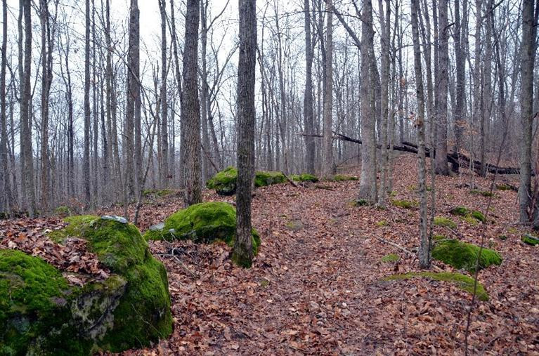 1709 Macedonia Road Irvine, KY 40336 - Photo 69 of 87 Bring your side by side or ATV and carve