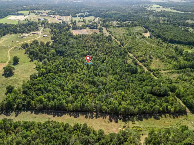 a view of a big yard with plants and large trees