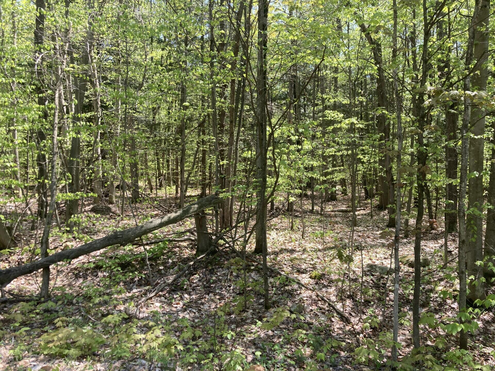 0 Davidson Road Dickinson Center, NY 12930 - Photo 5 of 7 Land