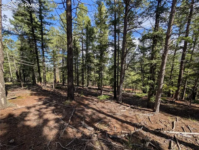 a view of a forest with trees