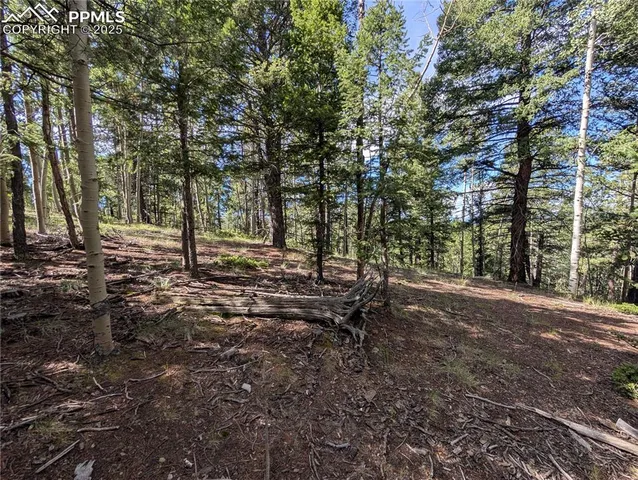 a view of a forest with trees in the background