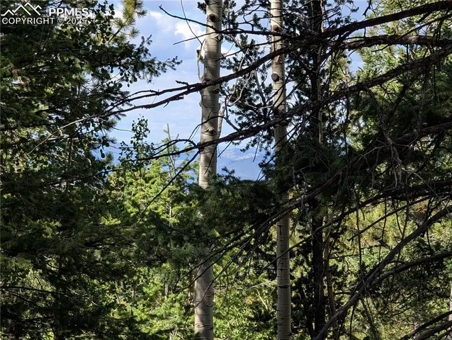 a view of a yard with plants and trees